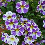 Calibrachoa Candy Shop Grape Splash